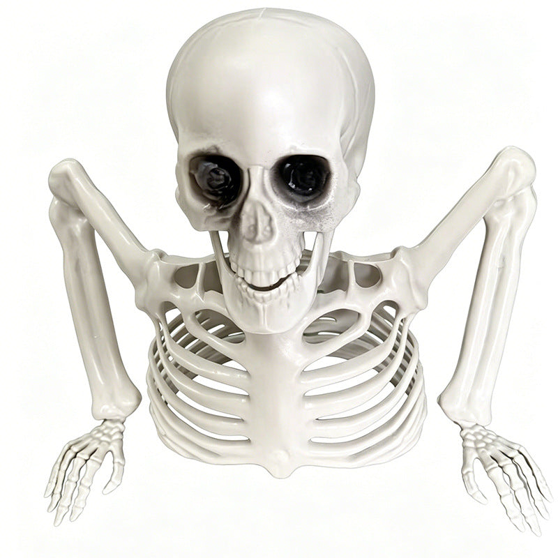 Anatomisches Lehrskelett