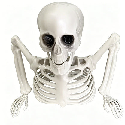Anatomisches Lehrskelett