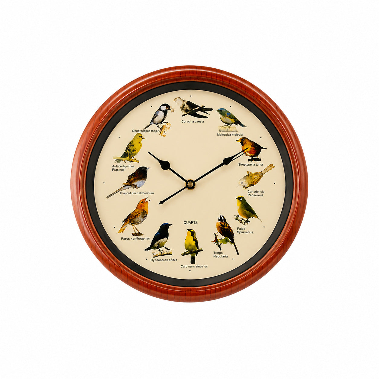Wanduhr mit buntem Vogeldesign Brehn
