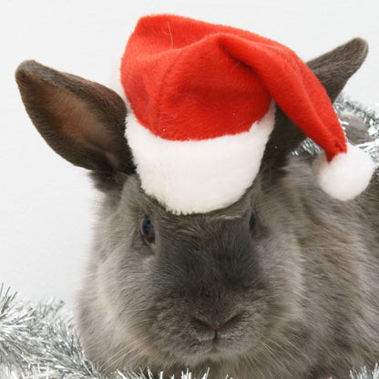 Weihnachtsmütze für Haustiere