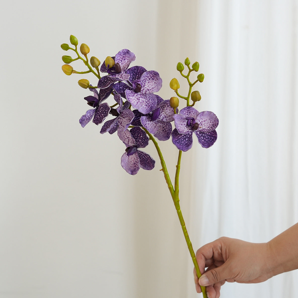 Elegante Orchideen-Stängel Brehn