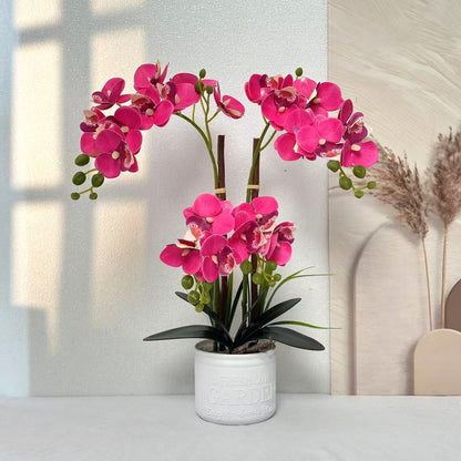 Dekorative Topfpflanzen-Orchideen-Anordnung für Tischdeko