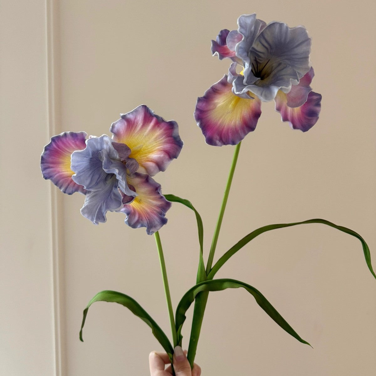 Dekorativer Iris-Blumenstiel
