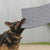 Haltbares Trainingsmatte Hundebett