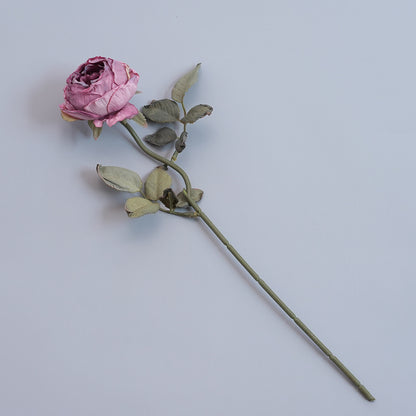 Elegante getrocknete botanische Stiele