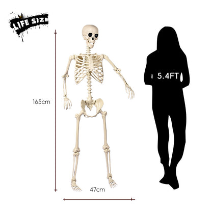 Realistisches sitzendes Skelett-Dekor Brehn