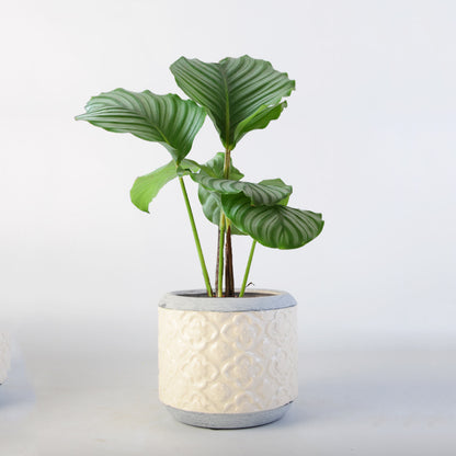 Blumentopf Brehn