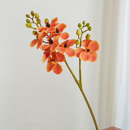 Elegante Orchideen-Stängel Brehn