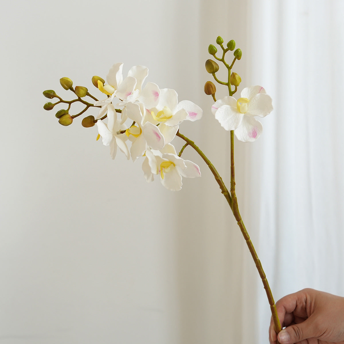 Elegante Orchideen-Stängel Brehn