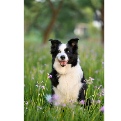 Spaß Hund-Themen Fußmatte Brehn