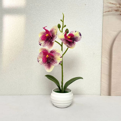 Elegante dekorative Orchideenpflanzenanordnung für die Wohnkultur