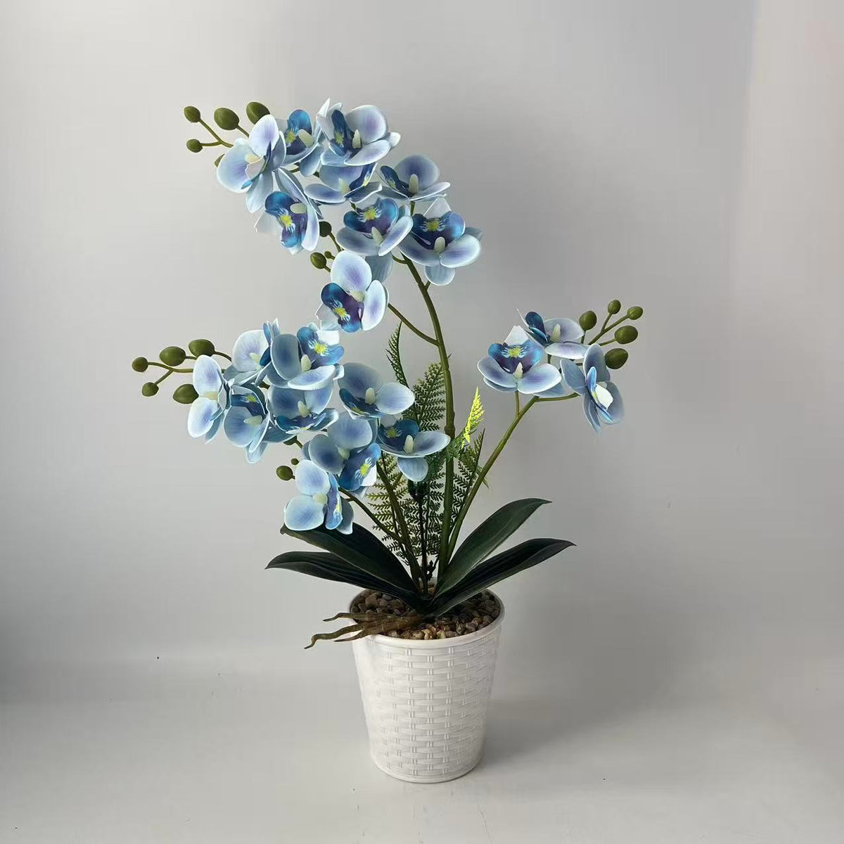 Elegante dekorative Orchideenpflanzenarrangement für die Heimdekoration