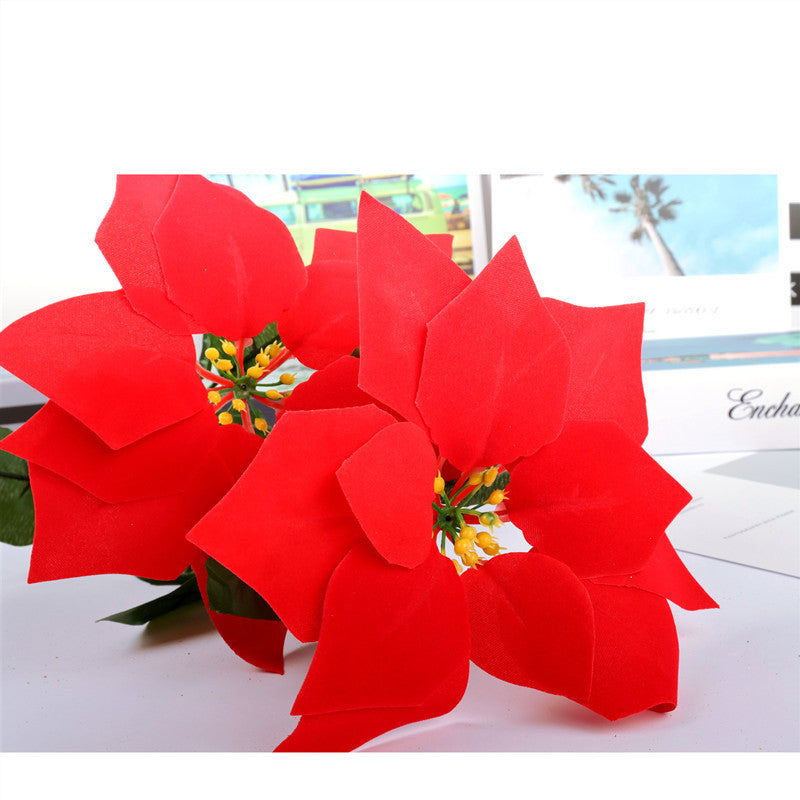 Dekorative Weihnachtsstern Pflanzeneinordnung Brehn