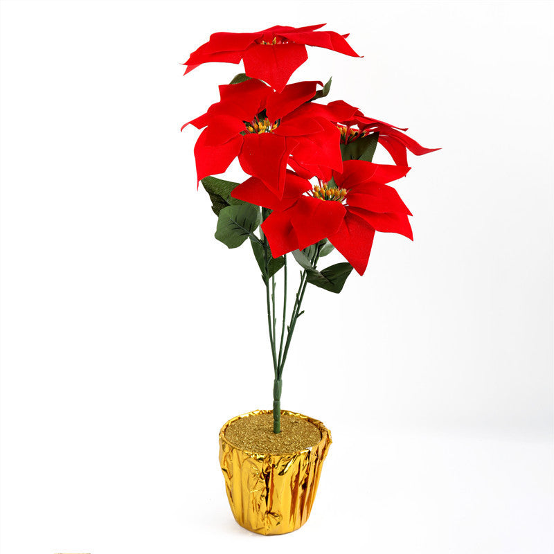 Dekorative Weihnachtsstern Pflanzeneinordnung Brehn