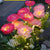 Solar Gartenstecker Künstliche Blume LED Wegdekoration Brehn