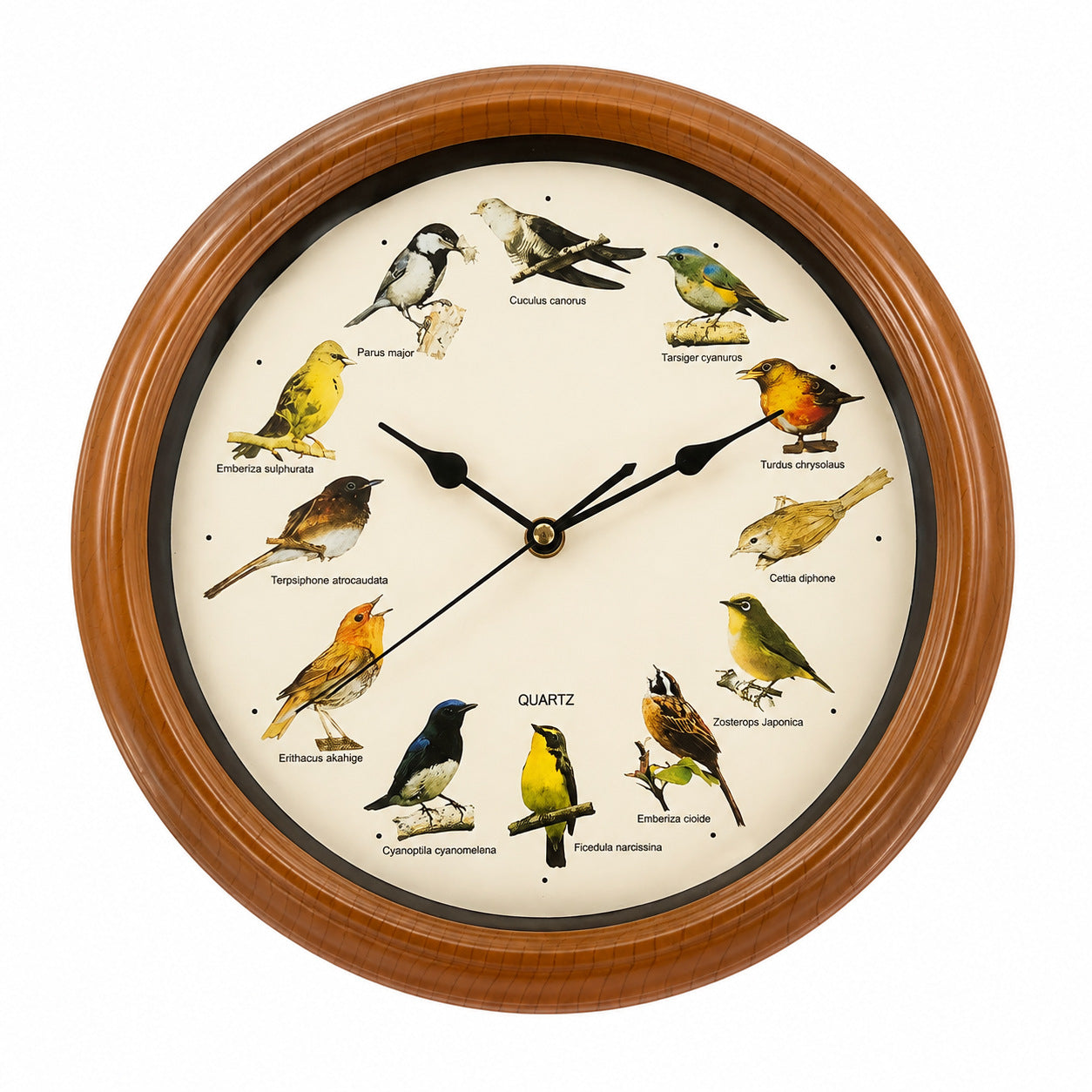 Wanduhr mit buntem Vogeldesign Brehn