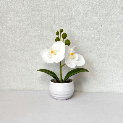 Dekorative Orchideen-Topf