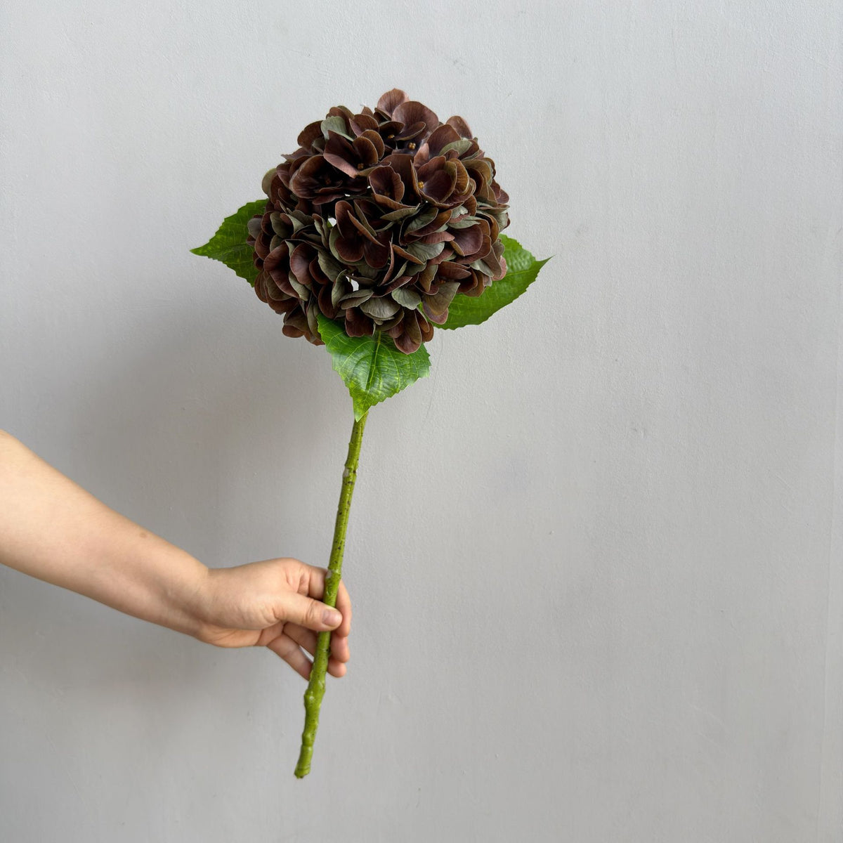 Hortensie Dekorativstiel