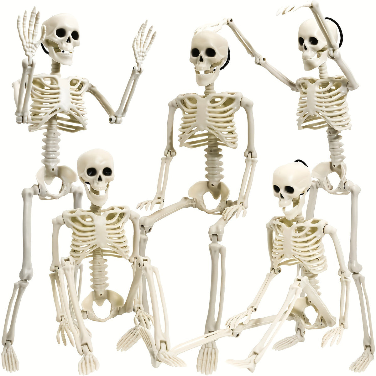 Anatomisches Lehrskelett