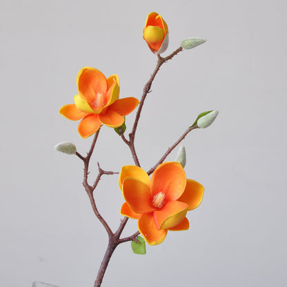 Magnificent Seident magnolia blumenstiel