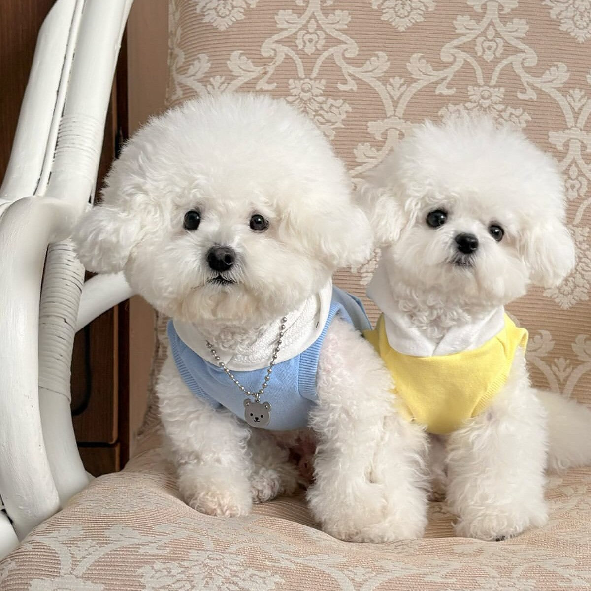 Pet Baumwollfleece Kapuzenhundepullover mit Tasche