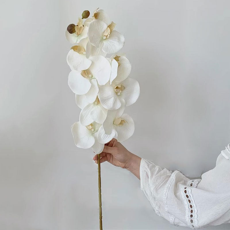Elegante Orchidee Stiel