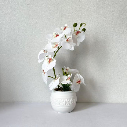 Premium Orchideenpflanzenarrangement