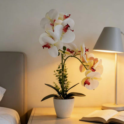 Elegante Orchideenpflanzenanordnung