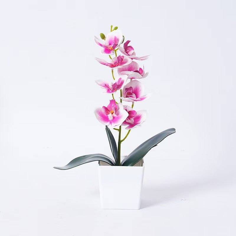 Elegante Orchideenpflanze Dekoration