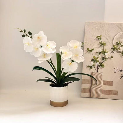 Orchideen-Blumen-Topfarrangement