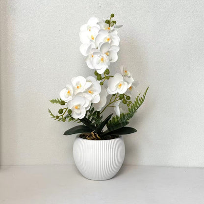Dekorative Orchideenpflanze für dekorative Wohnraumgestaltung