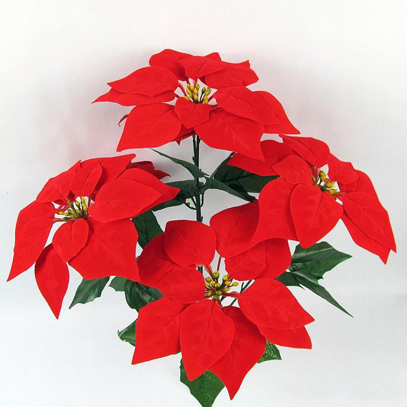 Dekorative Weihnachtsstern Pflanzeneinordnung Brehn