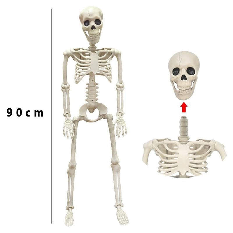 Anatomisches Skelettmodell