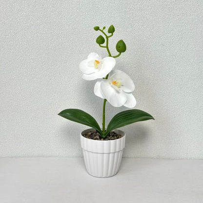Lebensechte Orchidee Pflanze in dekorativem Keramiktopf für Dekor