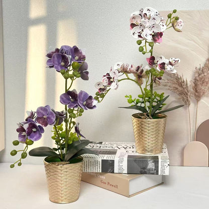 Dekorative Orchideenpflanze für Tischdeko