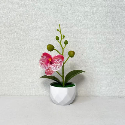 Orchideenpflanzenarrangement