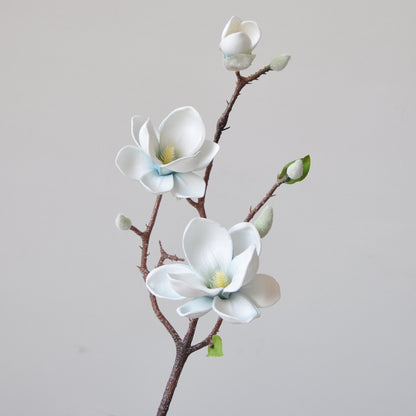 Magnificent Seident magnolia blumenstiel