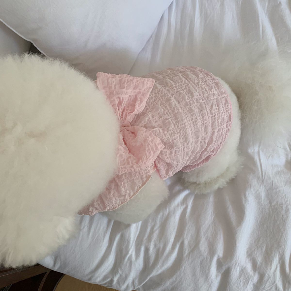 Spitzen-Raffung-Hundekleid mit dekorativem Rücken
