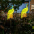 Ornamentale solarbetriebene Pfau Gartensteckerlichter mit LED-Harzskulptur und wasserdichtem Edelstahlstecker Brehn