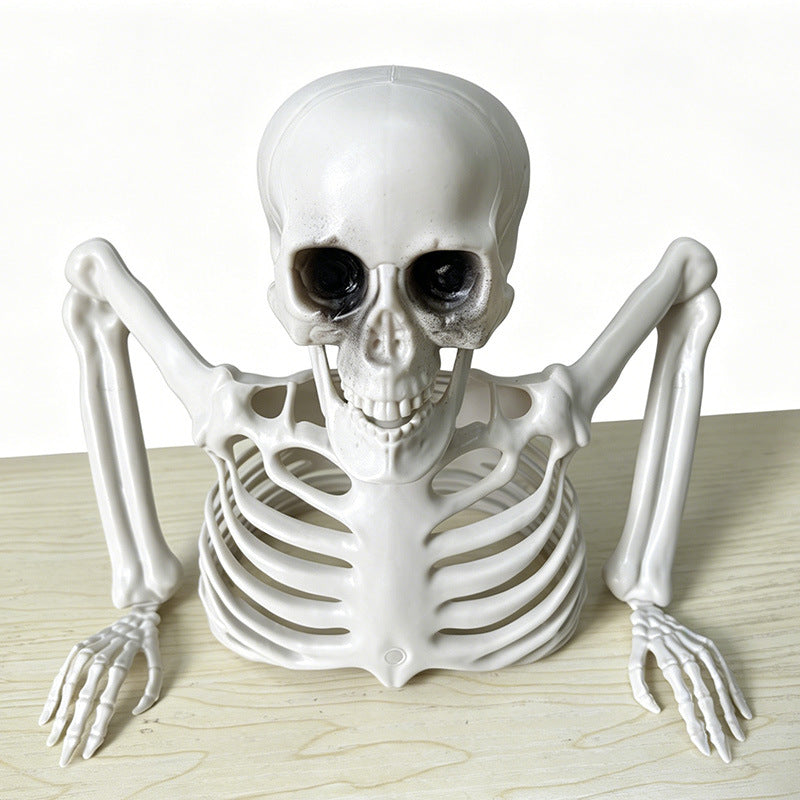 Anatomisches Skelettmodell