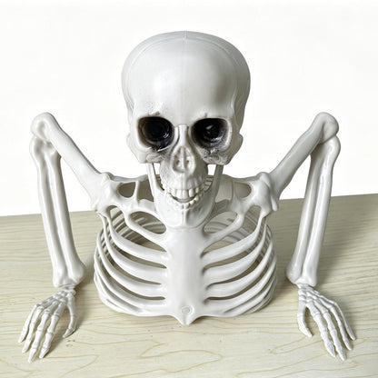 Anatomisches Skelettmodell