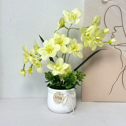 Dekorative Orchideenpflanze Anzeige
