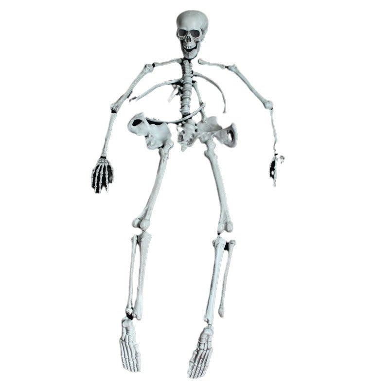 Anatomisches Skelettmodell