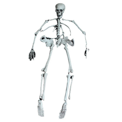 Anatomisches Skelettmodell