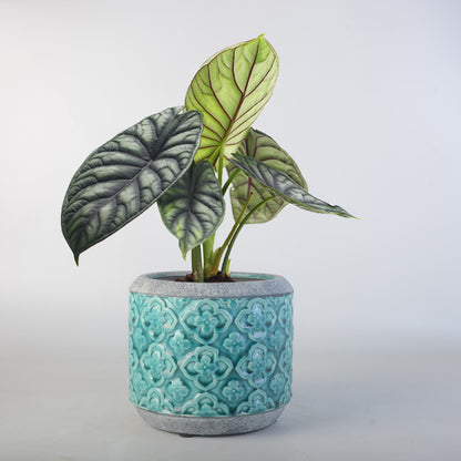 Blumentopf Brehn