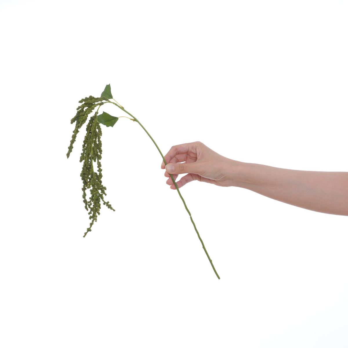 Dekorative grüne Blumenstängel