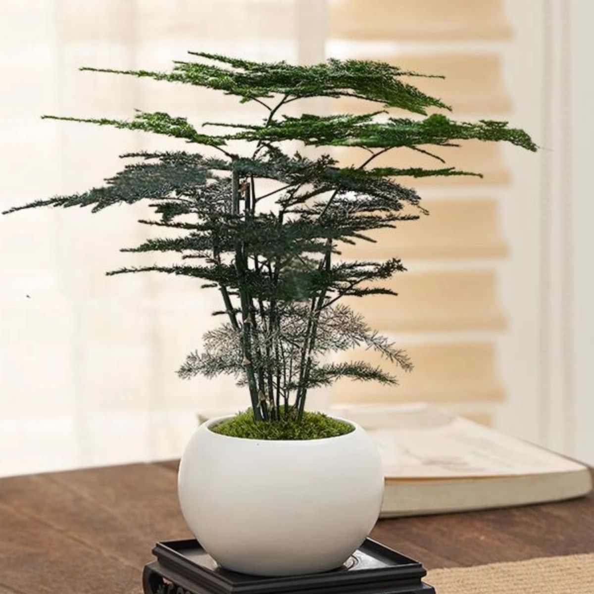 Miniatur Bonsai Pflanze Dekoration