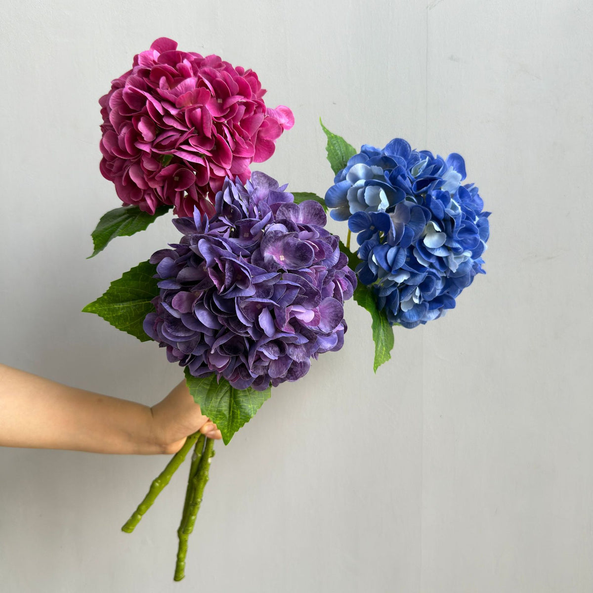 Hortensie Dekorativstiel