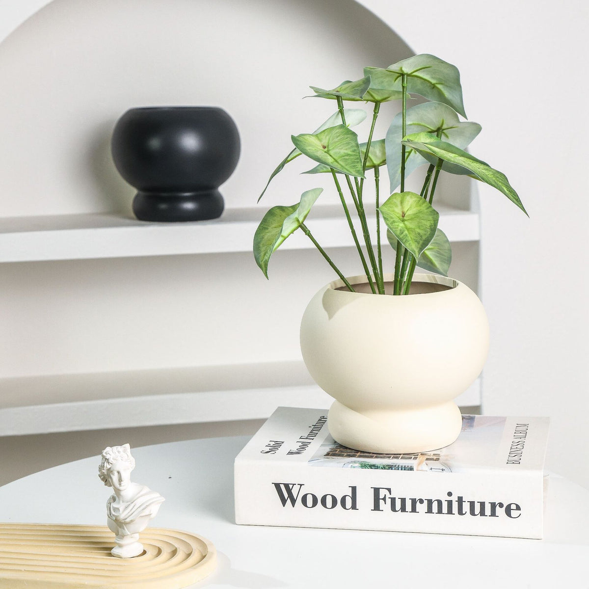 Elegante dekorative Pflanze für moderne Wohnräume