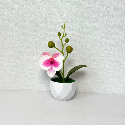 Orchideenpflanzenarrangement